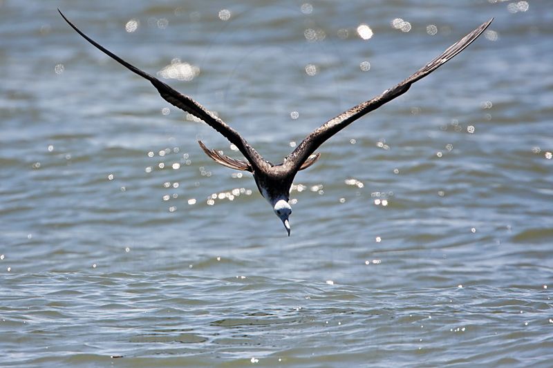 _MG_8834 Magnificent Frigatebird.jpg