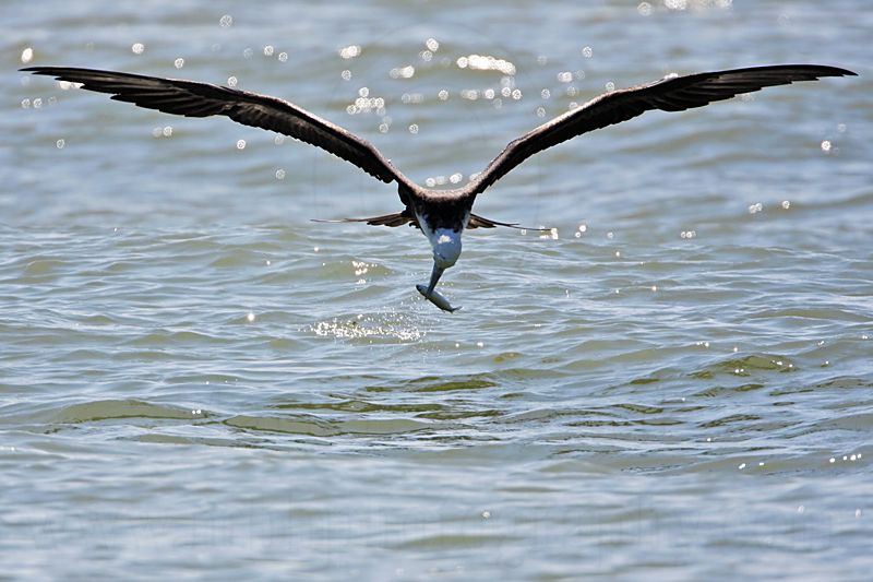 _MG_8836 Magnificent Frigatebird.jpg