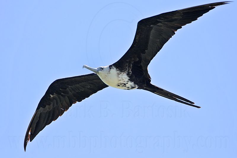 _MG_8966 Magnificent Frigatebird.jpg