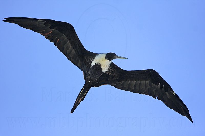 _MG_9083 Magnificent Frigatebird.jpg