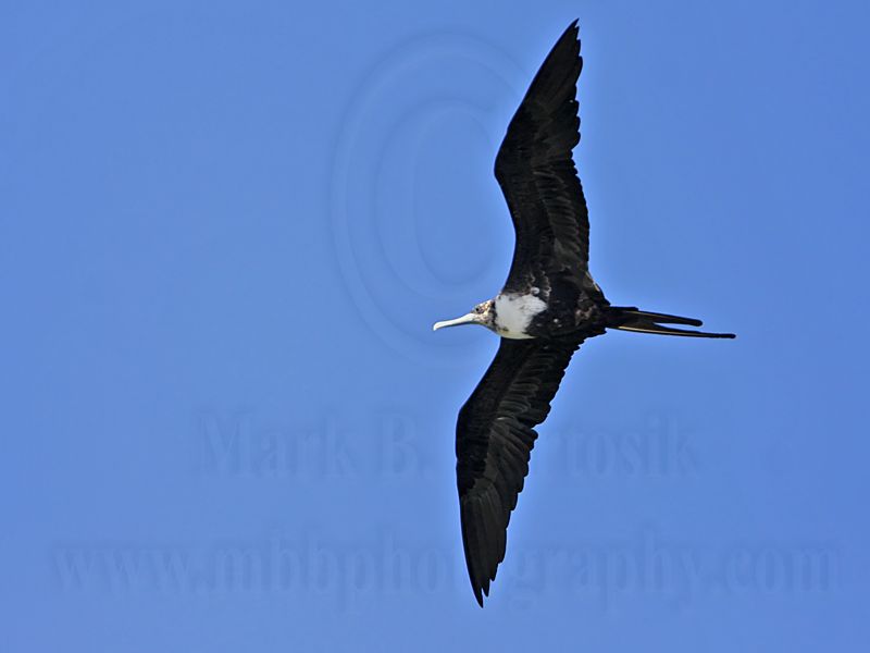_MG_9419 Magnificent Frigatebird.jpg