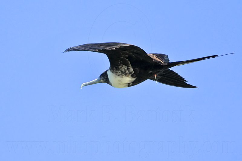 _MG_9704 Magnificent Frigatebird.jpg