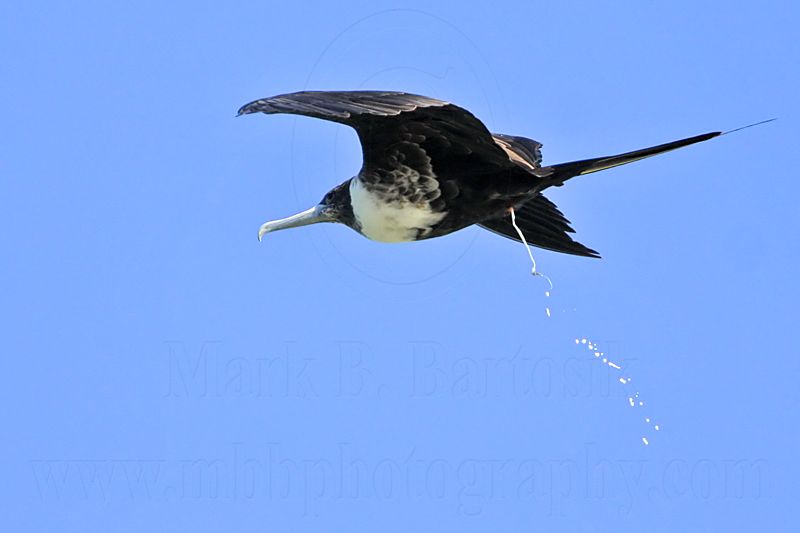 _MG_9705 Magnificent Frigatebird.jpg