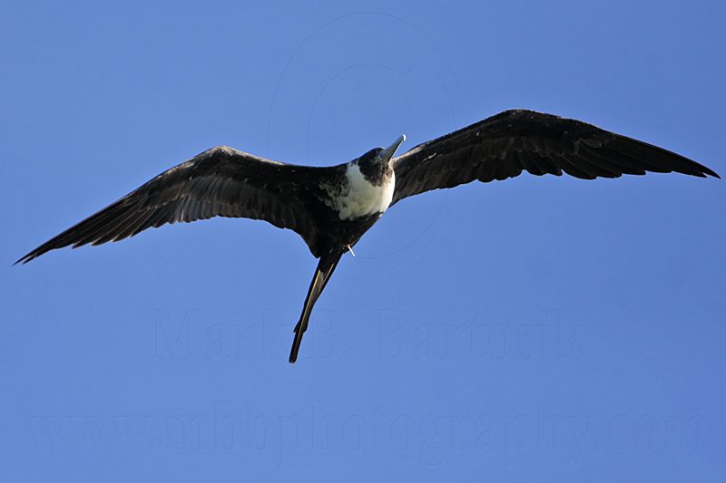 _MG_9746 Magnificent Frigatebird.jpg