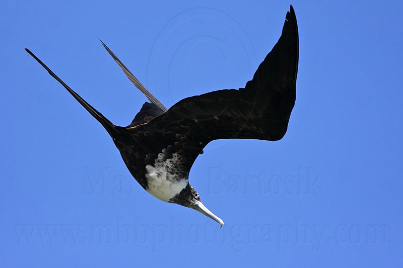 _MG_9913 Magnificent Frigatebird.jpg