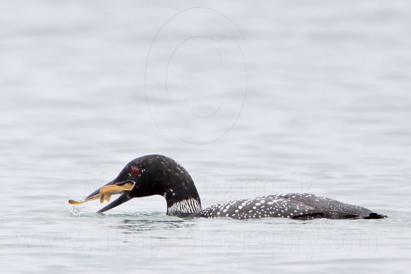 _MG_3671 Common Loon.jpg