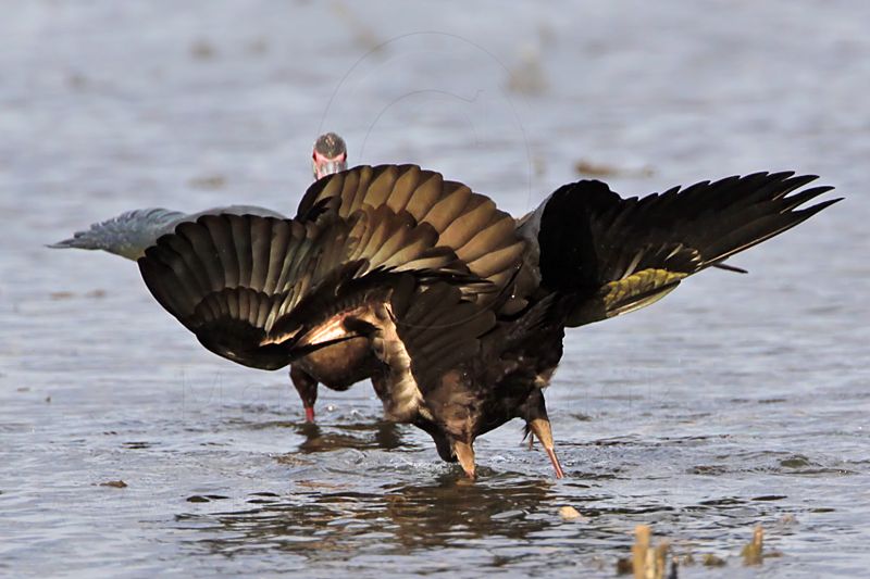 _MG_5172 White-faced Ibis.jpg