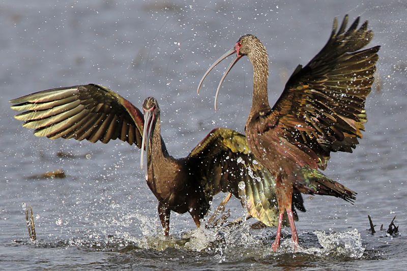 _MG_5183 White-faced Ibis.jpg