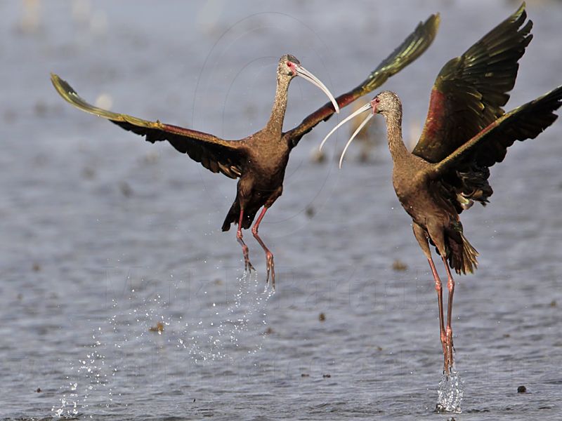 _MG_5192 White-faced Ibis.jpg