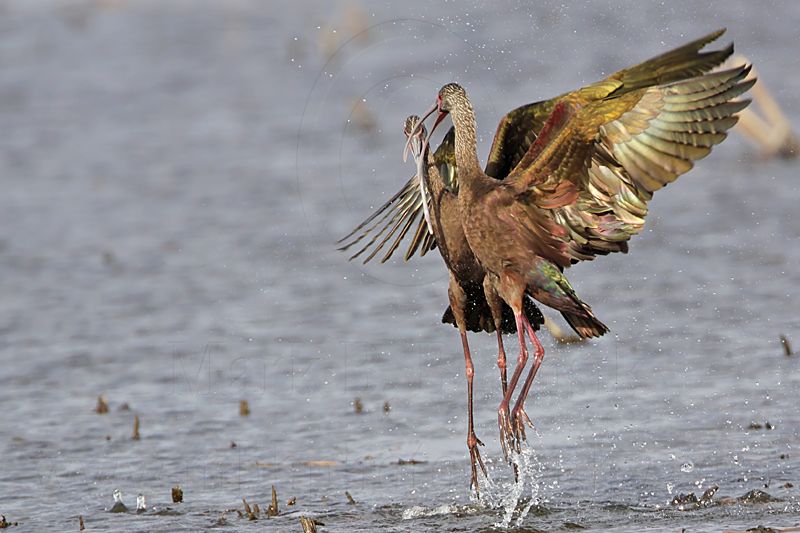 _MG_5200 White-faced Ibis.jpg