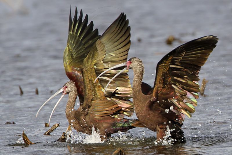 _MG_5204 White-faced Ibis.jpg