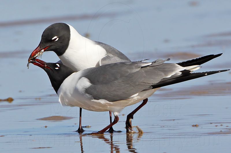 _MG_0034 Laughing Gull courtship feeding.jpg