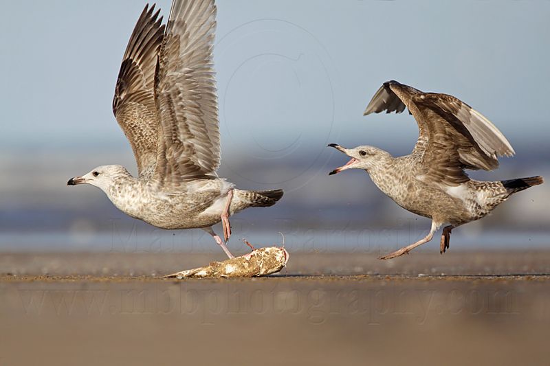 _MG_1078 Herring Gull.jpg