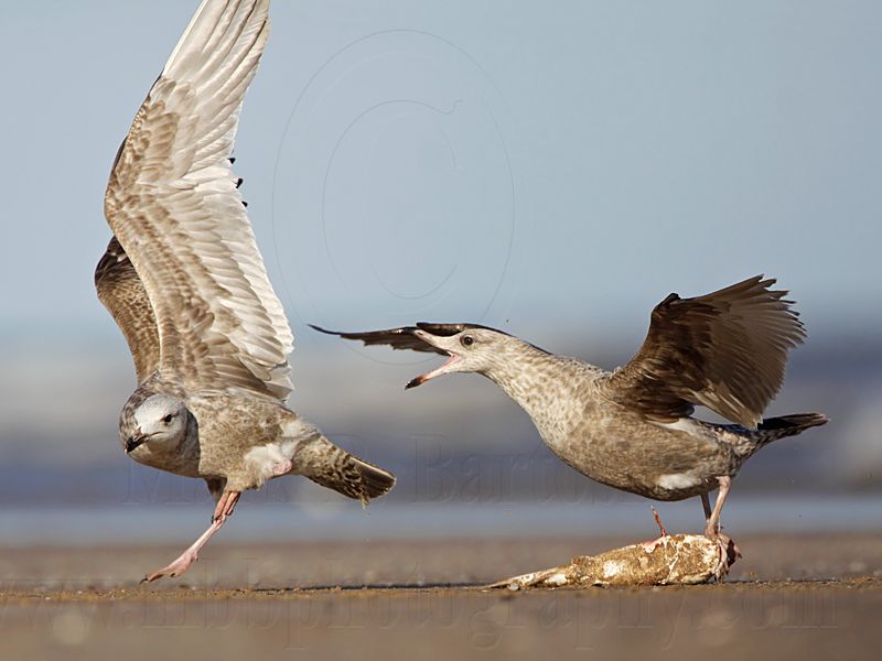 _MG_1079 Herring Gull.jpg
