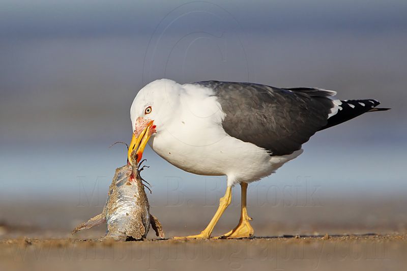 _MG_2020 Lesser Black-backed Gull.jpg