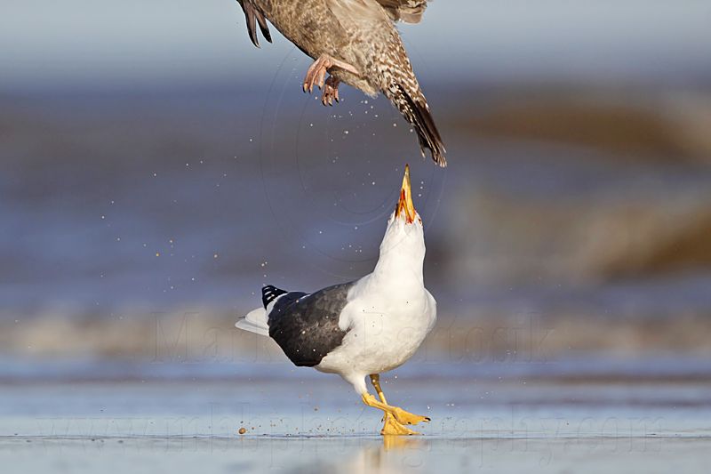 _MG_2040 Lesser Black-backed Gull & Herring Gull.jpg