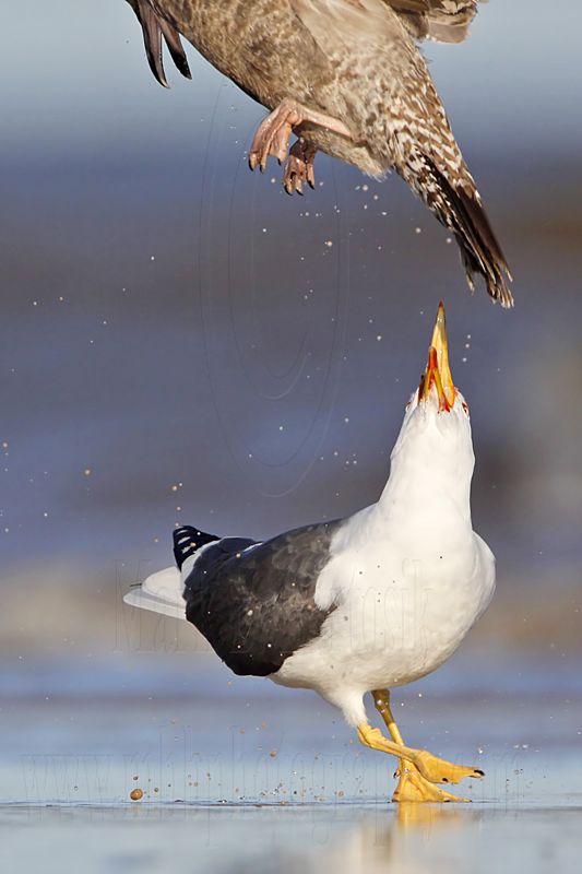 _MG_2040crop Lesser Black-backed Gull & Herring Gull.jpg