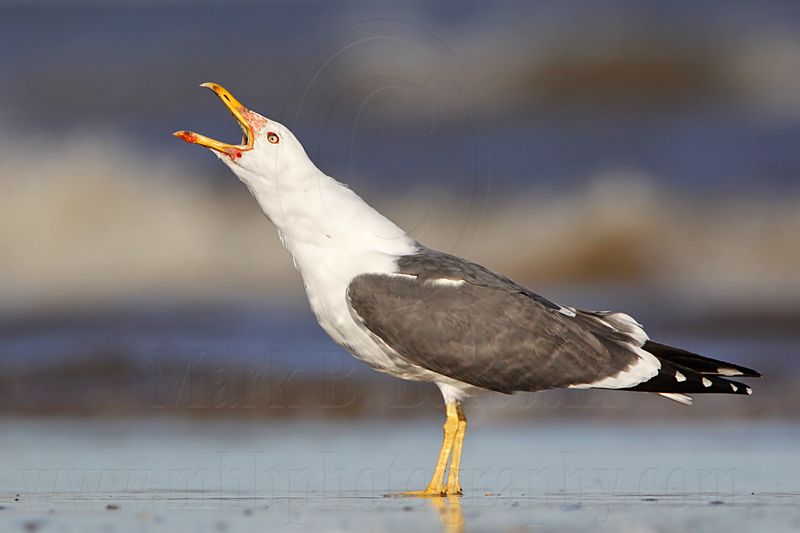 _MG_2065 Lesser Black-backed Gull.jpg