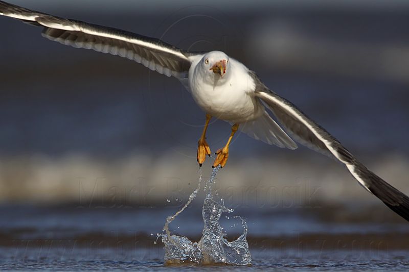 _MG_2426 Lesser Black-backed Gull.jpg