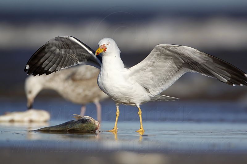 _MG_2437 Lesser Black-backed Gull & Herring Gull.jpg