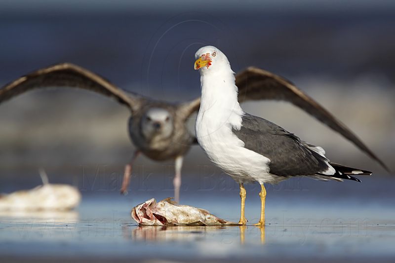 _MG_2451 Lesser Black-backed Gull & Herring Gull.jpg