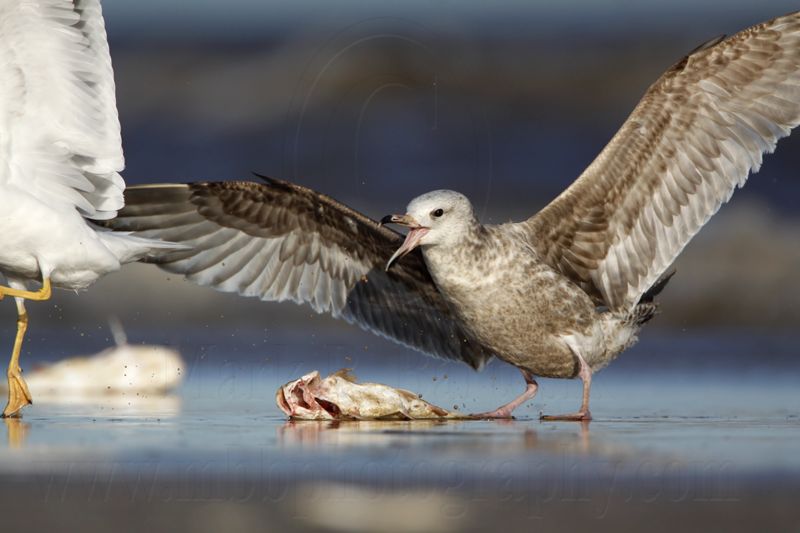 _MG_2456 Lesser Black-backed Gull & Herring Gull.jpg
