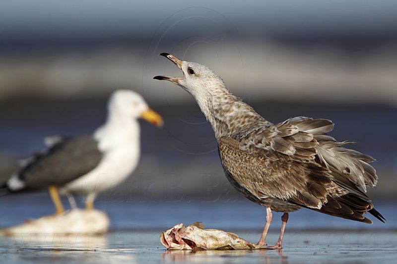 _MG_2480 Lesser Black-backed Gull & Herring Gull.jpg