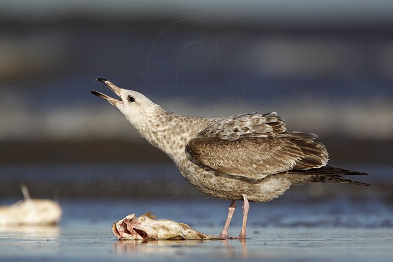 _MG_2488 Herring Gull.jpg