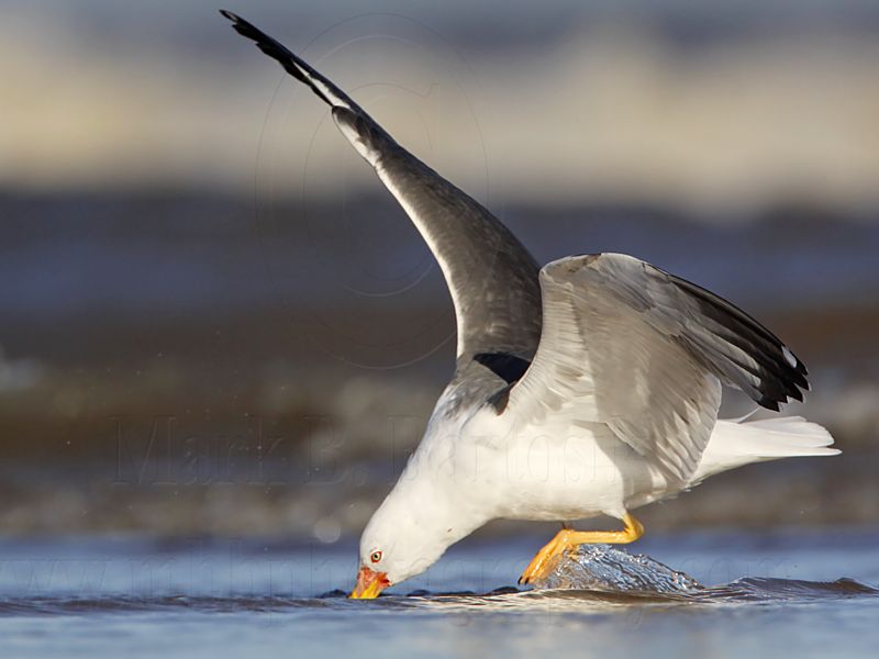 _MG_2515 Lesser Black-backed Gull.jpg