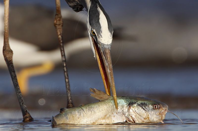 _MG_2578crop Great Blue Heron.jpg