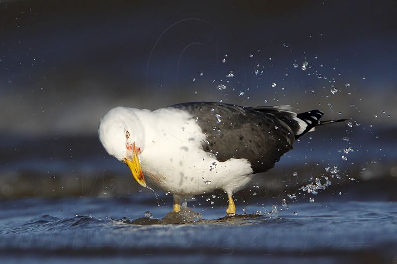 _MG_2713 Lesser Black-backed Gull.jpg