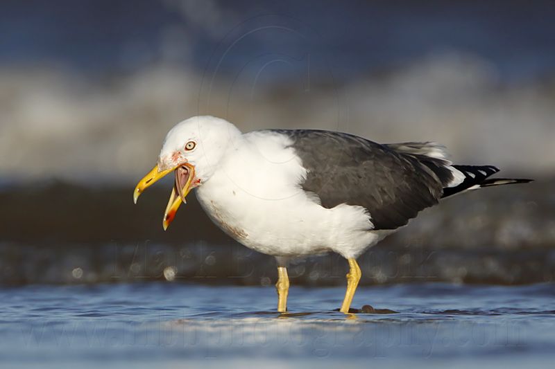_MG_2720 Lesser Black-backed Gull.jpg