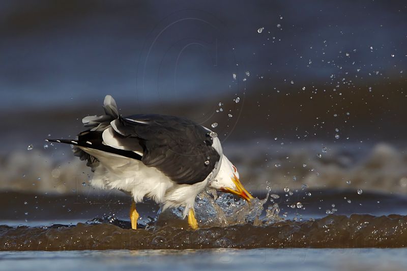 _MG_2724 Lesser Black-backed Gull.jpg