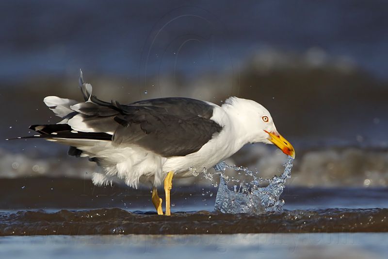 _MG_2726 Lesser Black-backed Gull.jpg