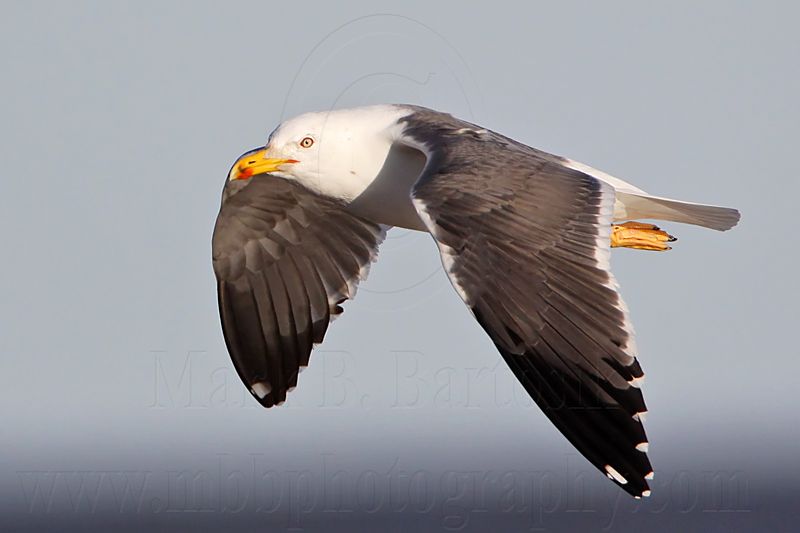 _MG_2770 Lesser Black-backed Gull.jpg
