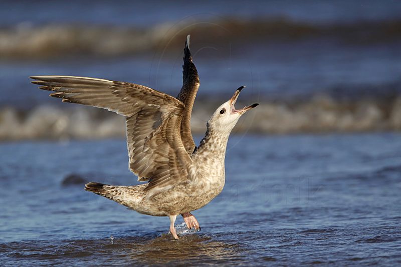 _MG_2794 Herring Gull.jpg