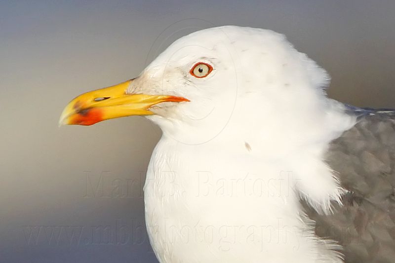 _MG_2854crop Lesser Black-backed Gull.jpg