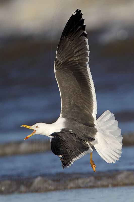 _MG_2890 Lesser Black-backed Gull.jpg