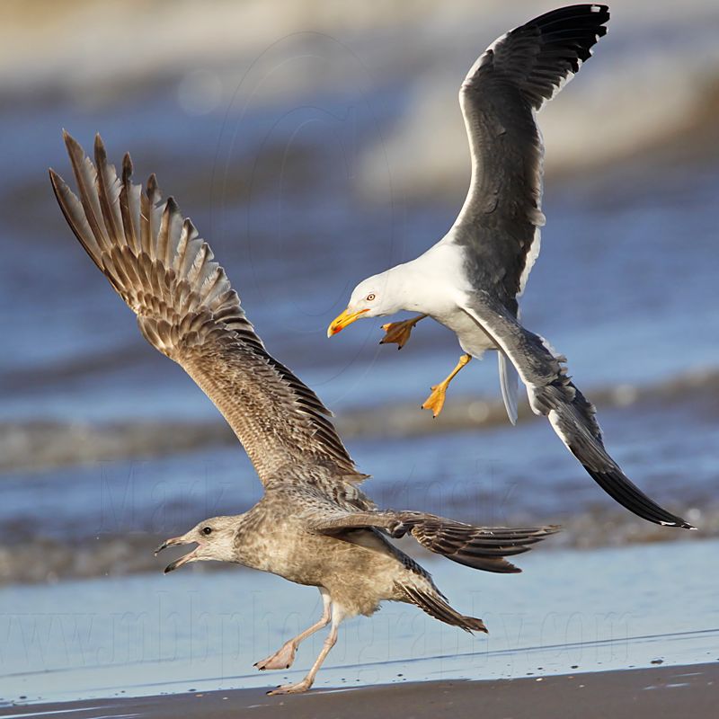 _MG_2891 Lesser Black-backed Gull & Herring Gull.jpg