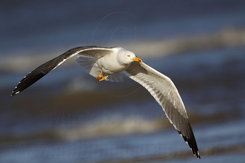 _MG_2915 Lesser Black-backed Gull & Herring Gull.jpg