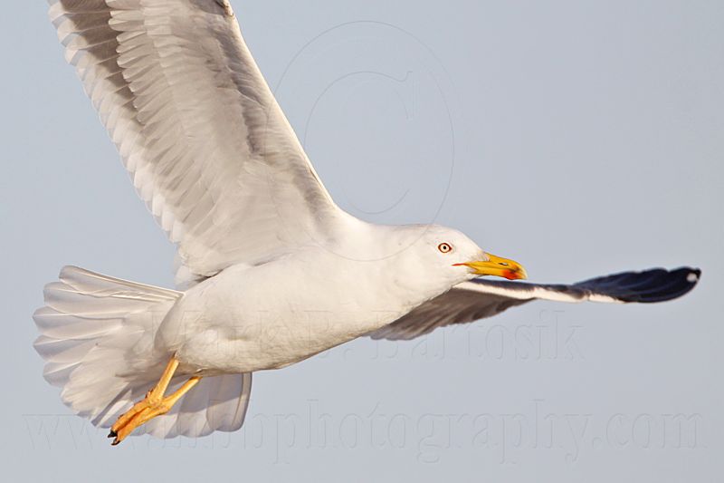 _MG_2921 Lesser Black-backed Gull.jpg