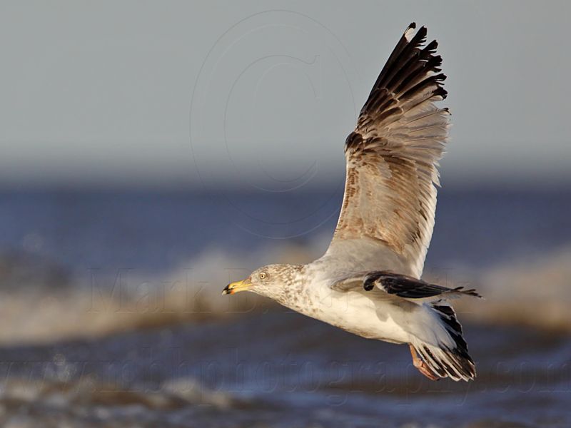 _MG_3578 Lesser Black-backed Gull.jpg