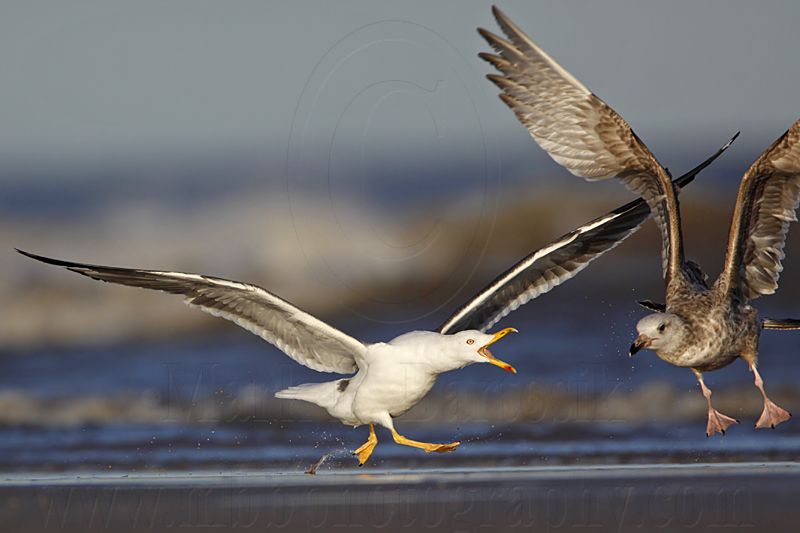 _MG_3644 Lesser Black-backed Gull & Herring Gull.jpg