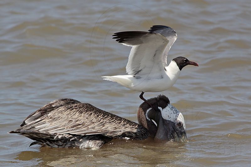 _MG_1567 Laughing Gull & Brown Pelican.jpg