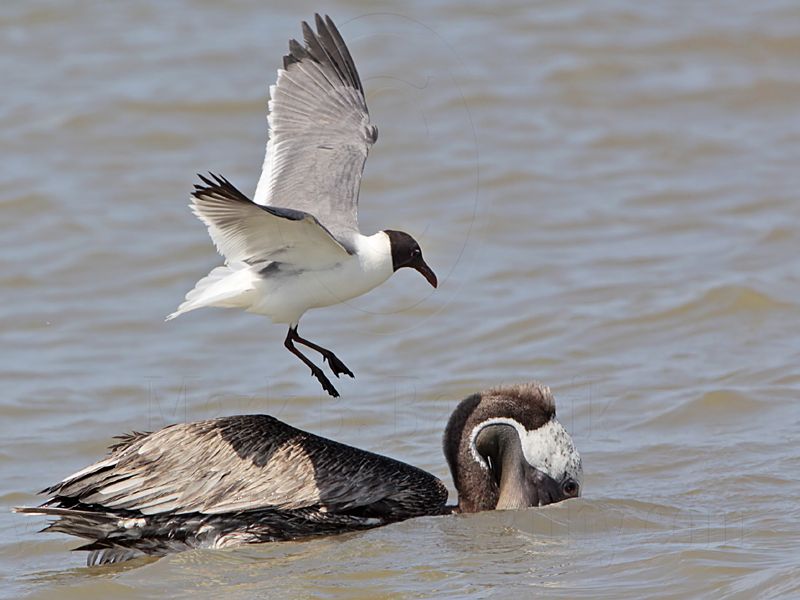 _MG_1663 Laughing Gull & Brown Pelican.jpg