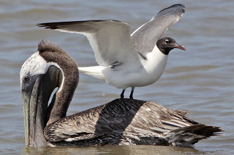 _MG_1697 Laughing Gull & Brown Pelican.jpg