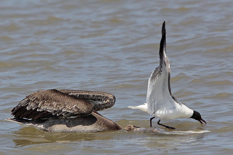 _MG_1750 Laughing Gull & Brown Pelican.jpg