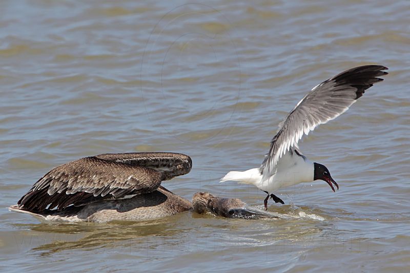 _MG_1751 Laughing Gull & Brown Pelican.jpg