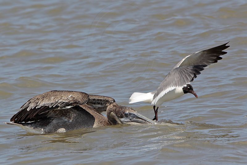 _MG_1752 Laughing Gull & Brown Pelican.jpg