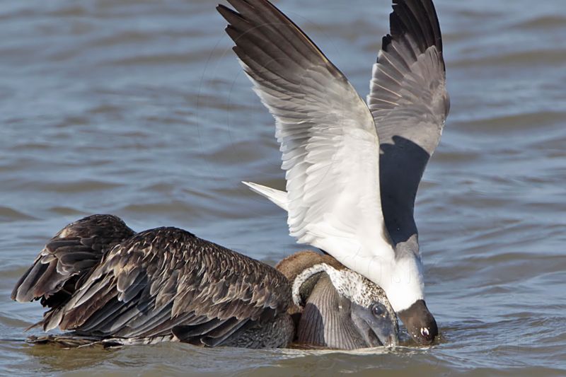 _MG_3953 Laughing Gull & Brown Pelican.jpg